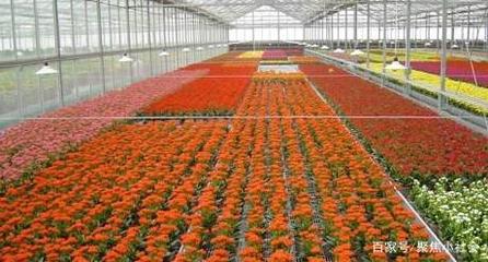 從農(nóng)田到花園 花卉種植業(yè)如何助力農(nóng)戶轉(zhuǎn)型為專業(yè)花匠